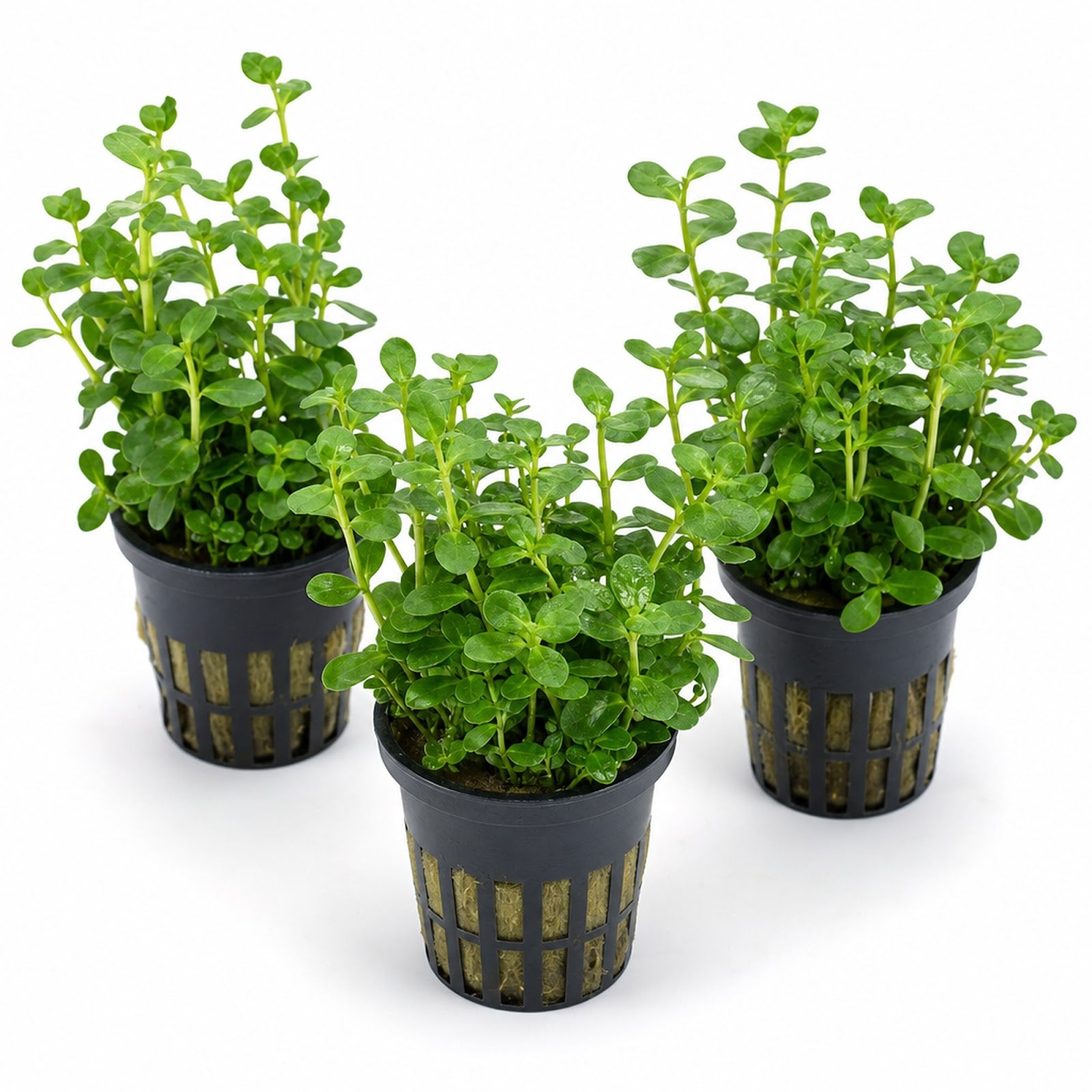 Bacopa Moneywort Live Aquarium Plant 3 Pack Potted Freshwater Fish Tank Bundle from Canton Aquatics