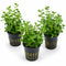 Bacopa Moneywort Live Aquarium Plant 3 Pack Potted Freshwater Fish Tank Bundle from Canton Aquatics