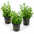 Bacopa Moneywort Live Aquarium Plant 3 Pack Potted Freshwater Fish Tank Bundle from Canton Aquatics
