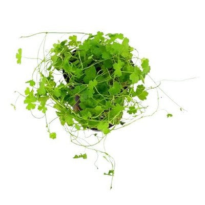 Dwarf PennyWort Japan Hydrocotyle Potted Live Aquarium Plants close-up detail