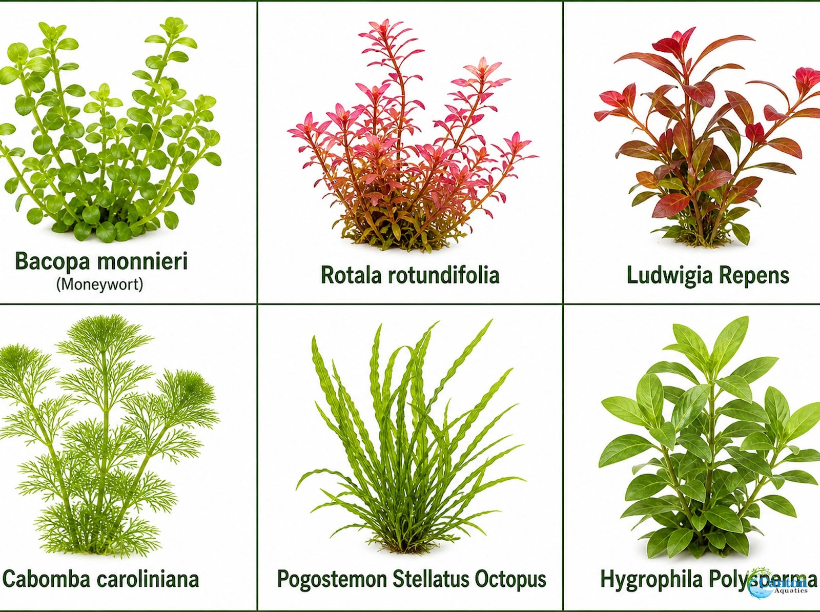 Bacopa Moneywort Live Aquarium Plant 3 Pack Potted Freshwater Fish Tank Bundle from Canton Aquatics