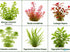 Bacopa Moneywort Live Aquarium Plant 3 Pack Potted Freshwater Fish Tank Bundle from Canton Aquatics