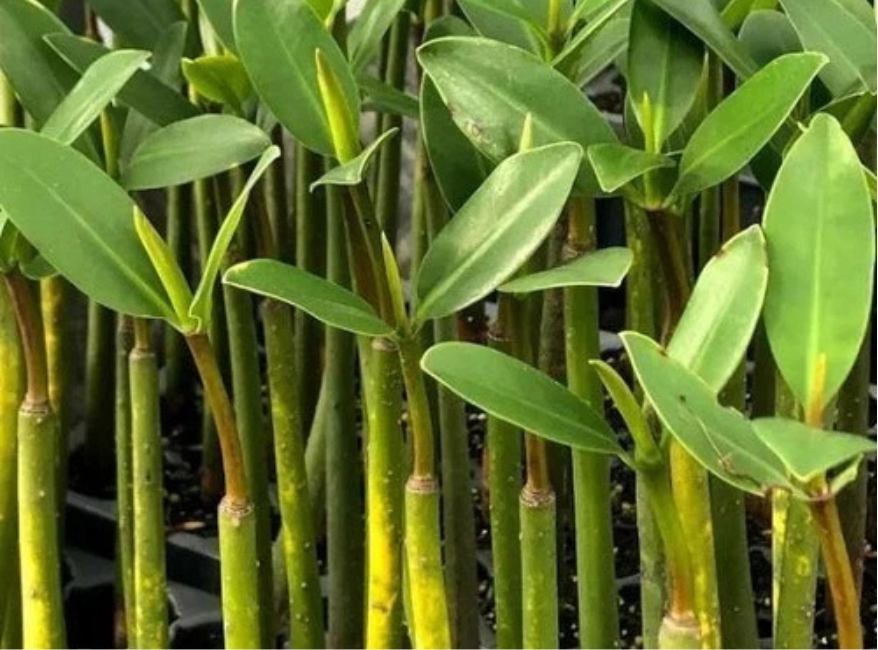 mangrove potted plant Mangrove Red Live Aquarium and Paludarium Plant Bundle – Canton Aquatics