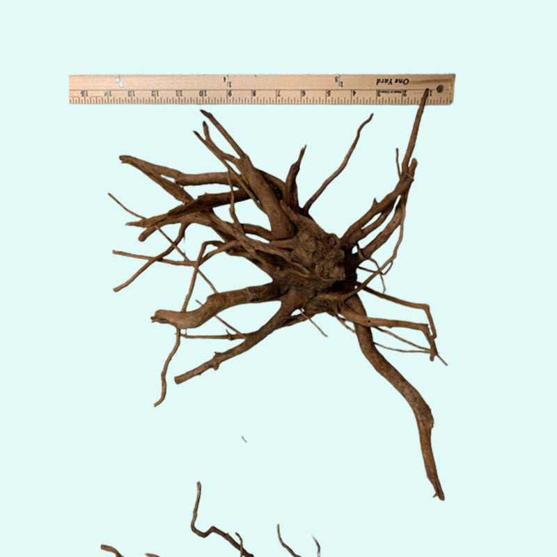 Goldvine Spiderwood
