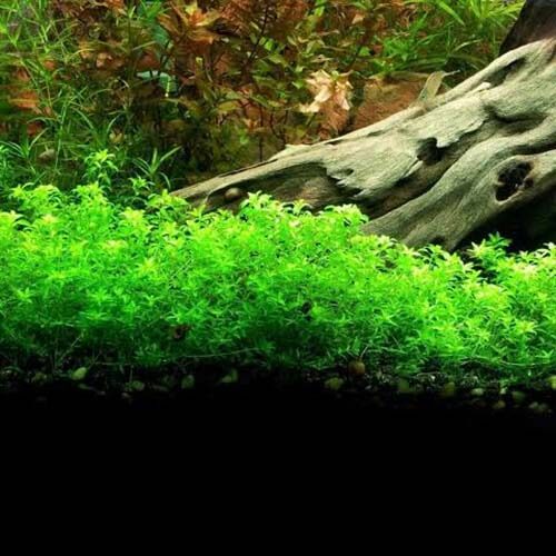 (Pearl Weed) Hemianthus Micranthemoides