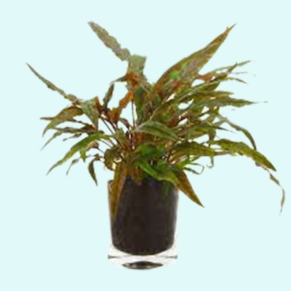 Cryptocoryne Crypt (Undulata) aquascaping plant