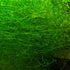 Guppy Grass Najas Guadalupens healthy growth example