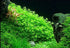 (Pearl Weed) Hemianthus Micranthemoides