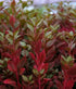 Joseph’s Coat “Multi-Color Hedge” (Alternathera sp.)