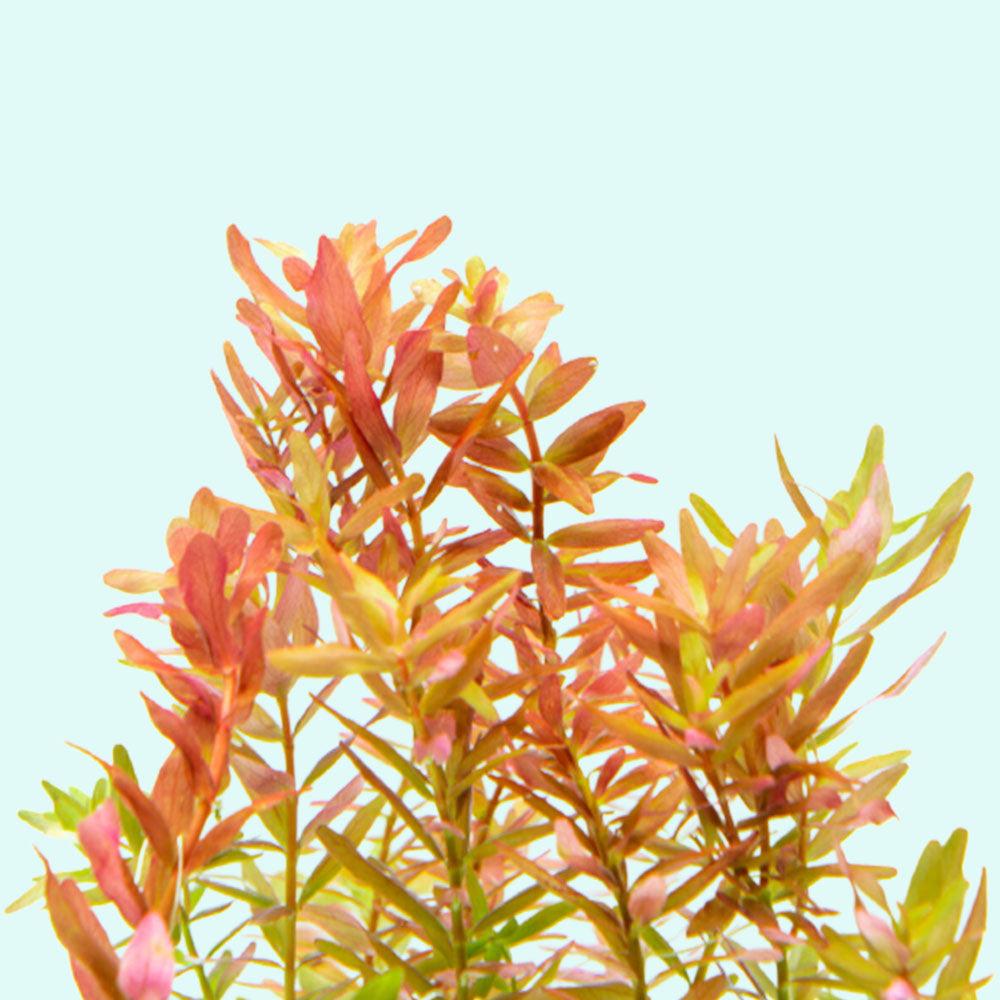 Rotala Indica - Live Aquarium Plant from Canton Aquatics