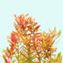 Rotala Indica - Live Aquarium Plant from Canton Aquatics
