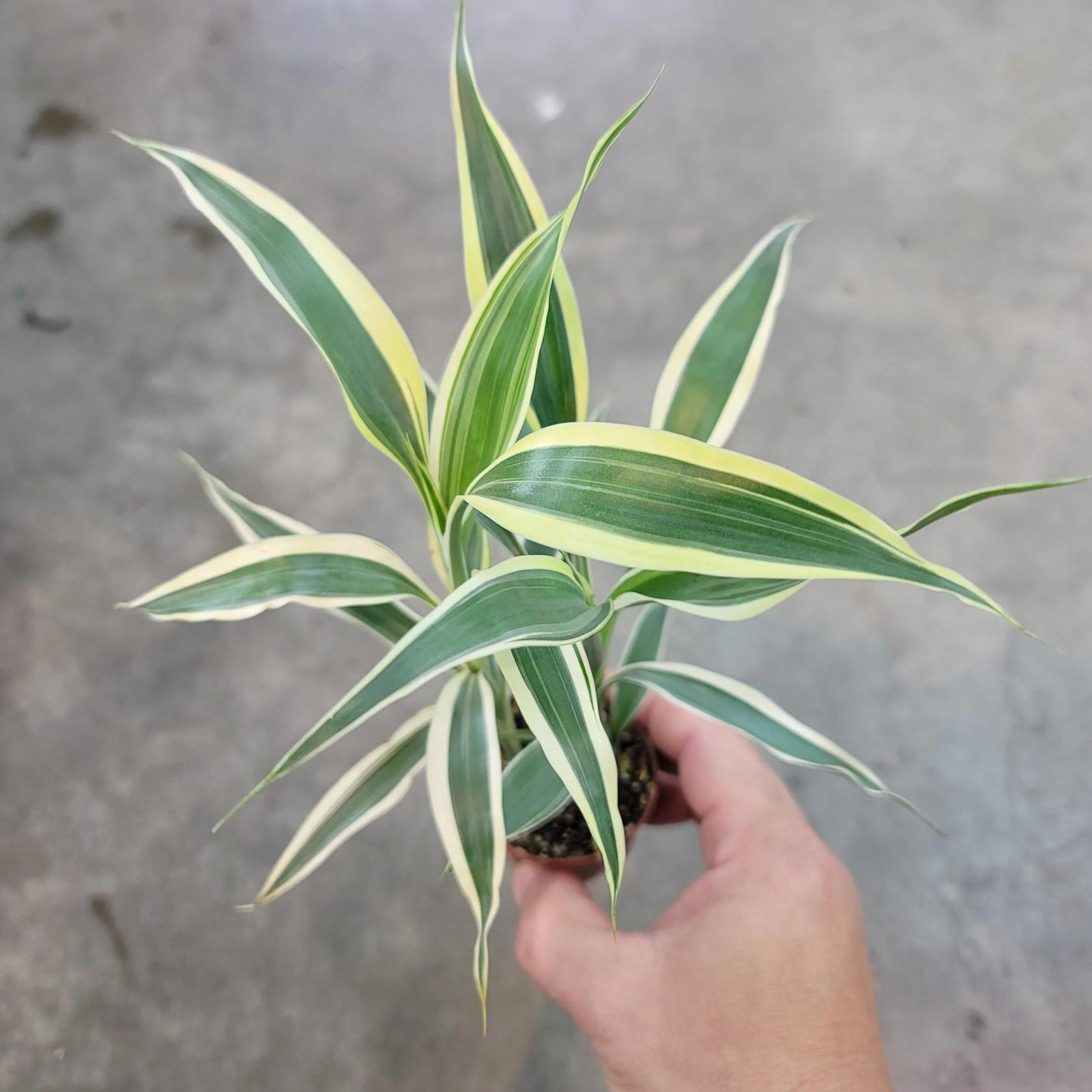 Sanderiana Variegated (Dracaena sanderiana)