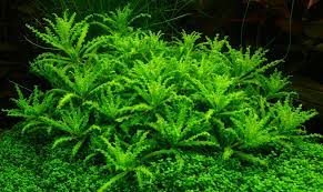 Pogostemon Helferi healthy growth example
