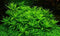 Pogostemon Helferi healthy growth example