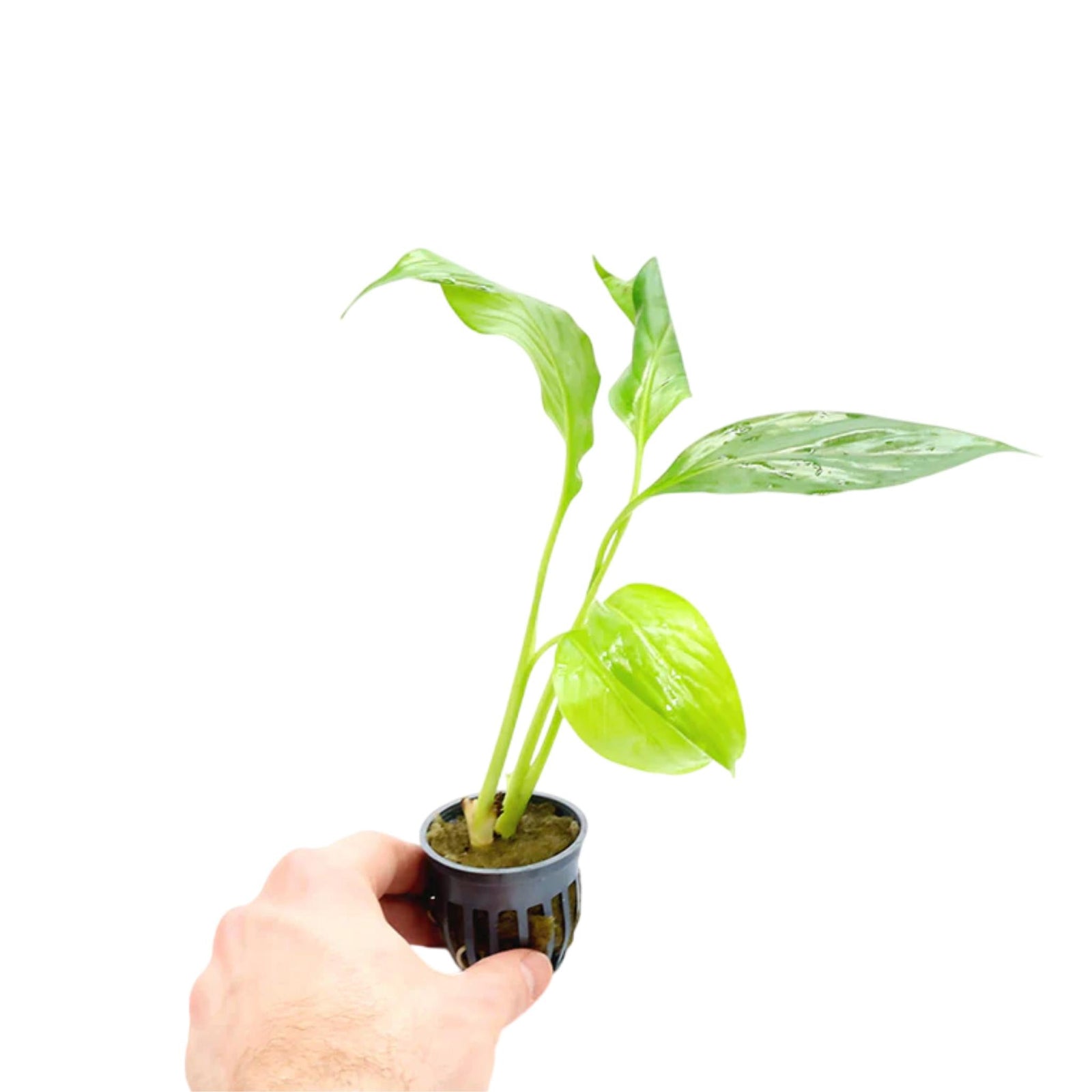 aquatic peace lily Brazilian Sword “Peace Lily” (Spathiphyllum sp)... – Canton Aquatics