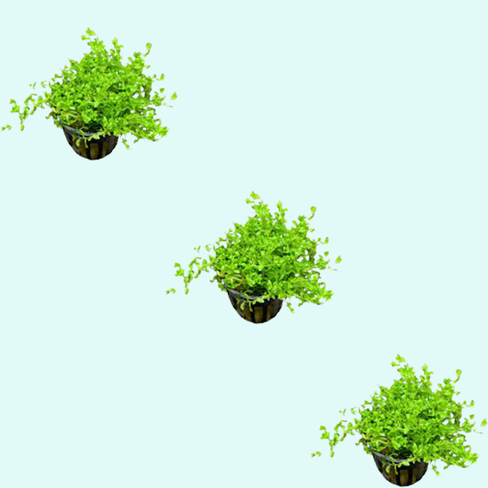(Pearl Weed) Hemianthus Micranthemoides