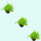 (Pearl Weed) Hemianthus Micranthemoides
