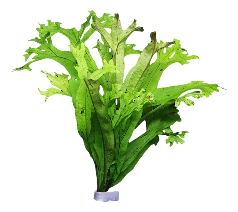 Java Fern Microsorum 