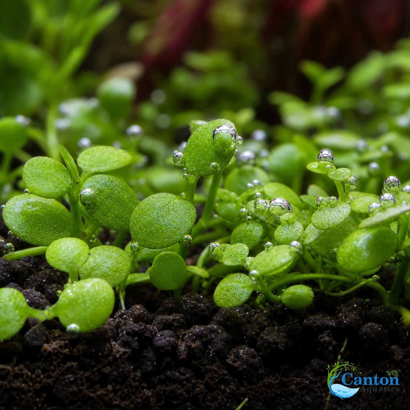 Micranthemum Monte Carlo Tissue Culture Aquarium Plant In Vitro Pest Free - Size and scale reference