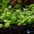 Micranthemum Monte Carlo Tissue Culture Aquarium Plant In Vitro Pest Free - Size and scale reference