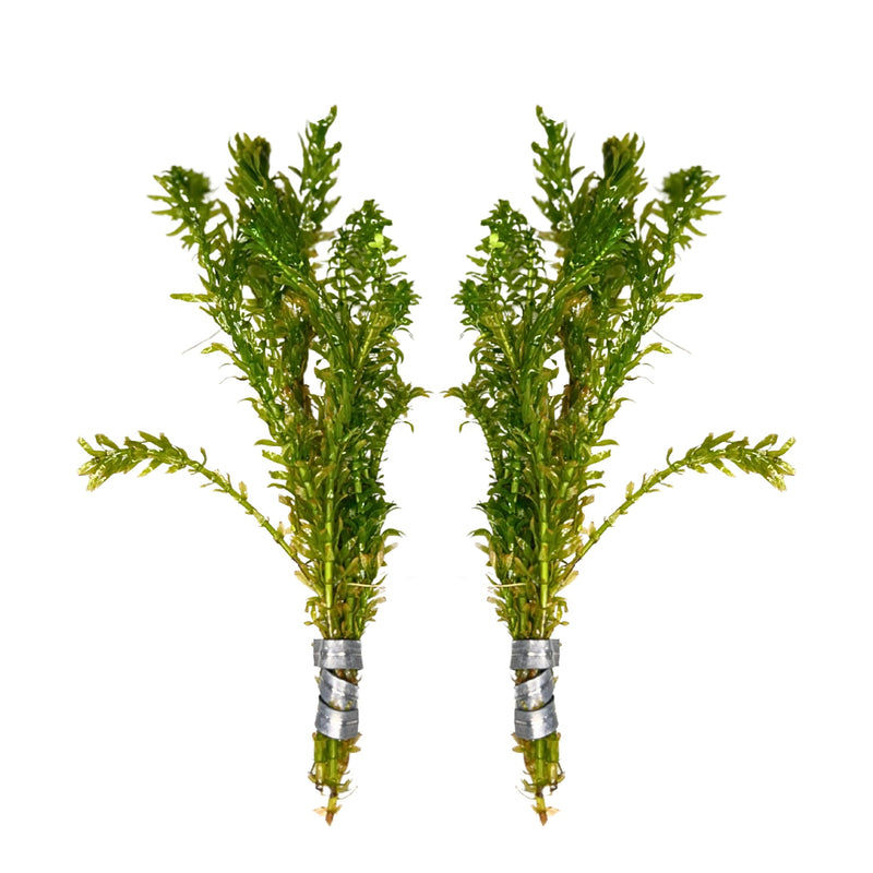 Thriving Waters Bundle: Lush Anacharis & Hornwort for Healthy Aquariums and Ponds