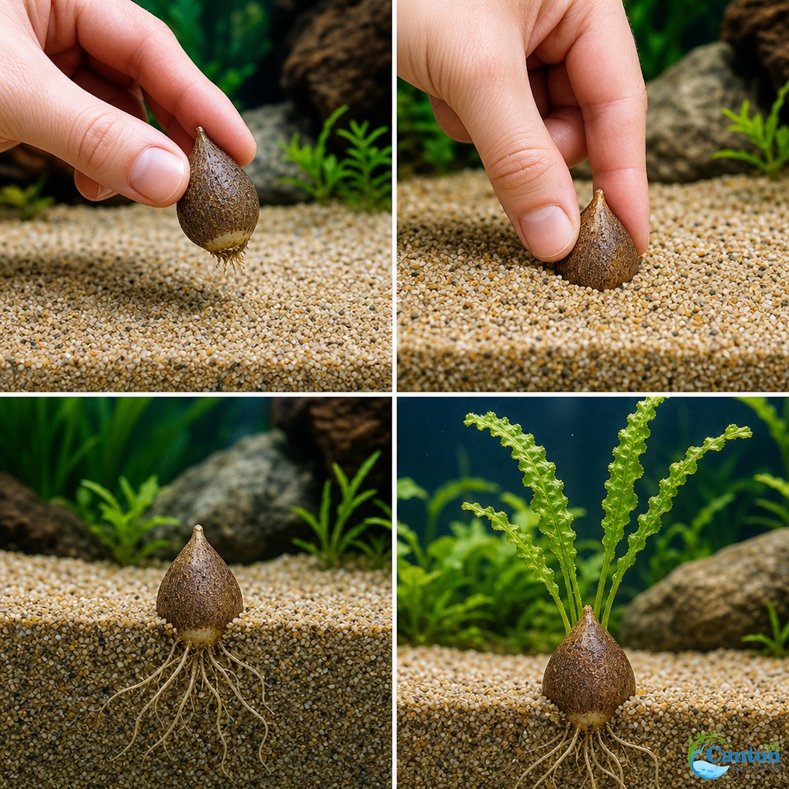 Aponogeton Crispus Bulb Live Aquarium Plant Crinkled Sword Freshwater Easy Beginner Low Light No CO2 - Image 9