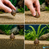 Aponogeton Crispus Bulb Live Aquarium Plant Crinkled Sword Freshwater Easy Beginner Low Light No CO2 - Image 9