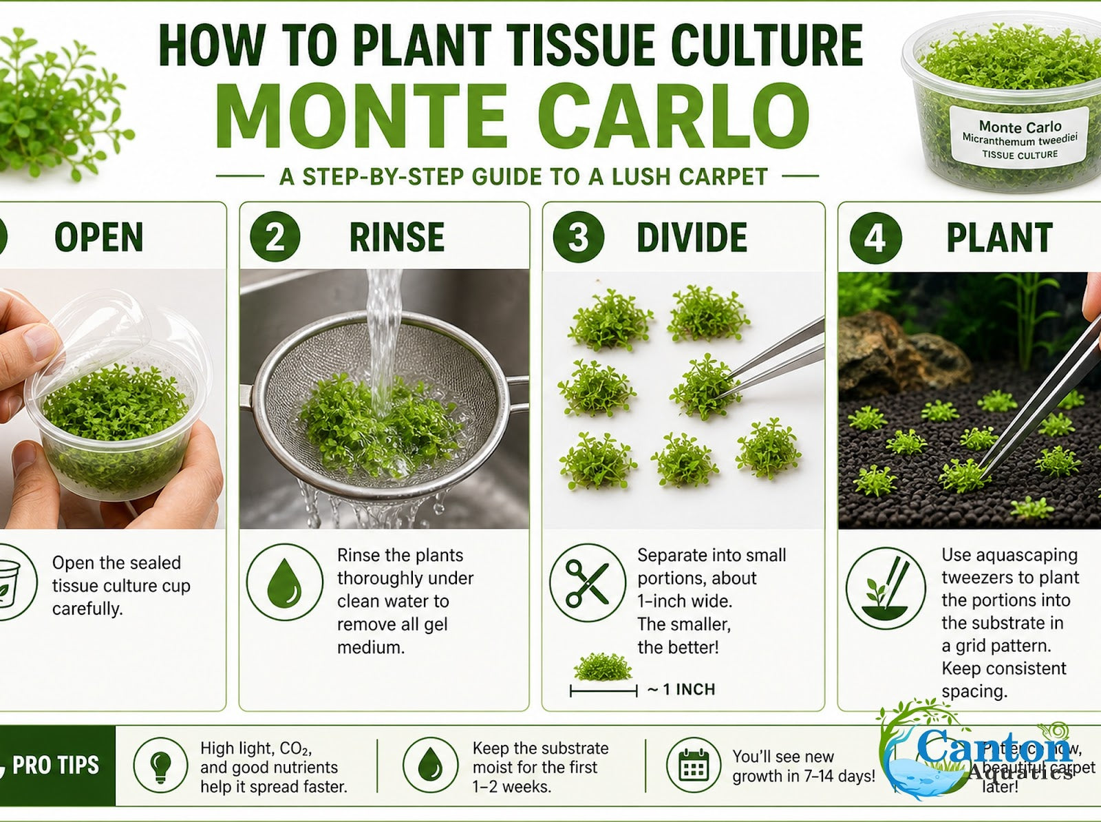 Micranthemum Monte Carlo Tissue Culture Aquarium Plant In Vitro Pest Free - Product image 9 of 10