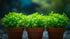 Aquarium Foreground Plant Bundle - Image 9 of 11