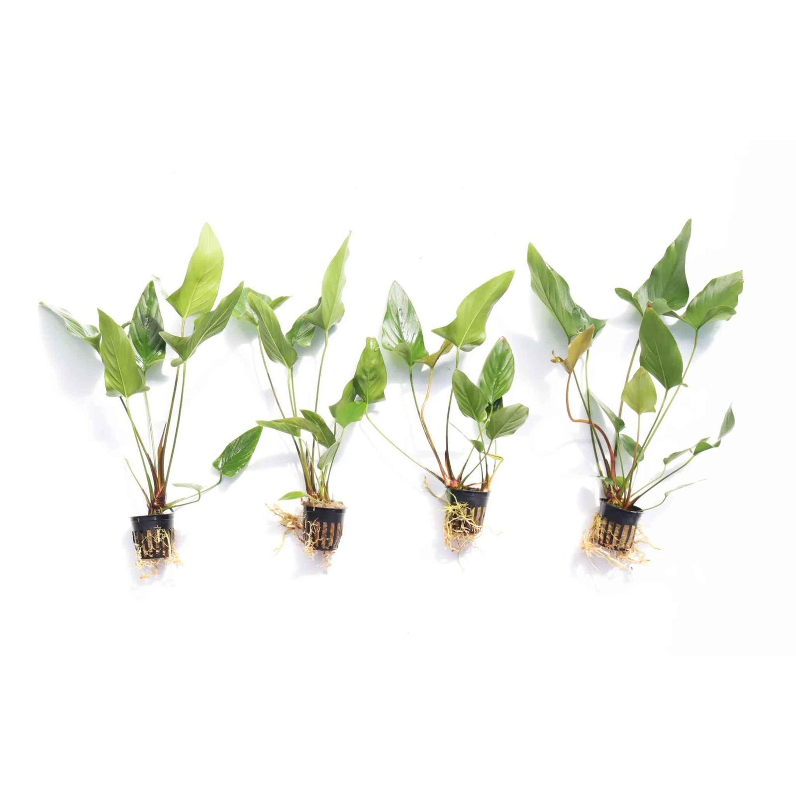 Anubias Gigantea in freshwater aquarium