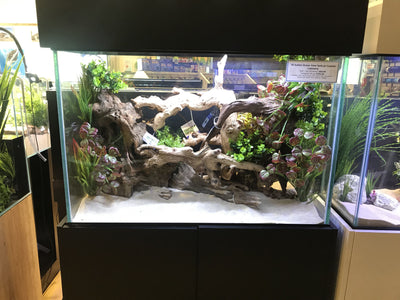 Pacific Wood For Aquascaping