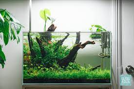 Malaysian Drift Wood Aquascaping Aquarium Decoration