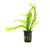 Java Fern Microsorum "Thors Hammer"