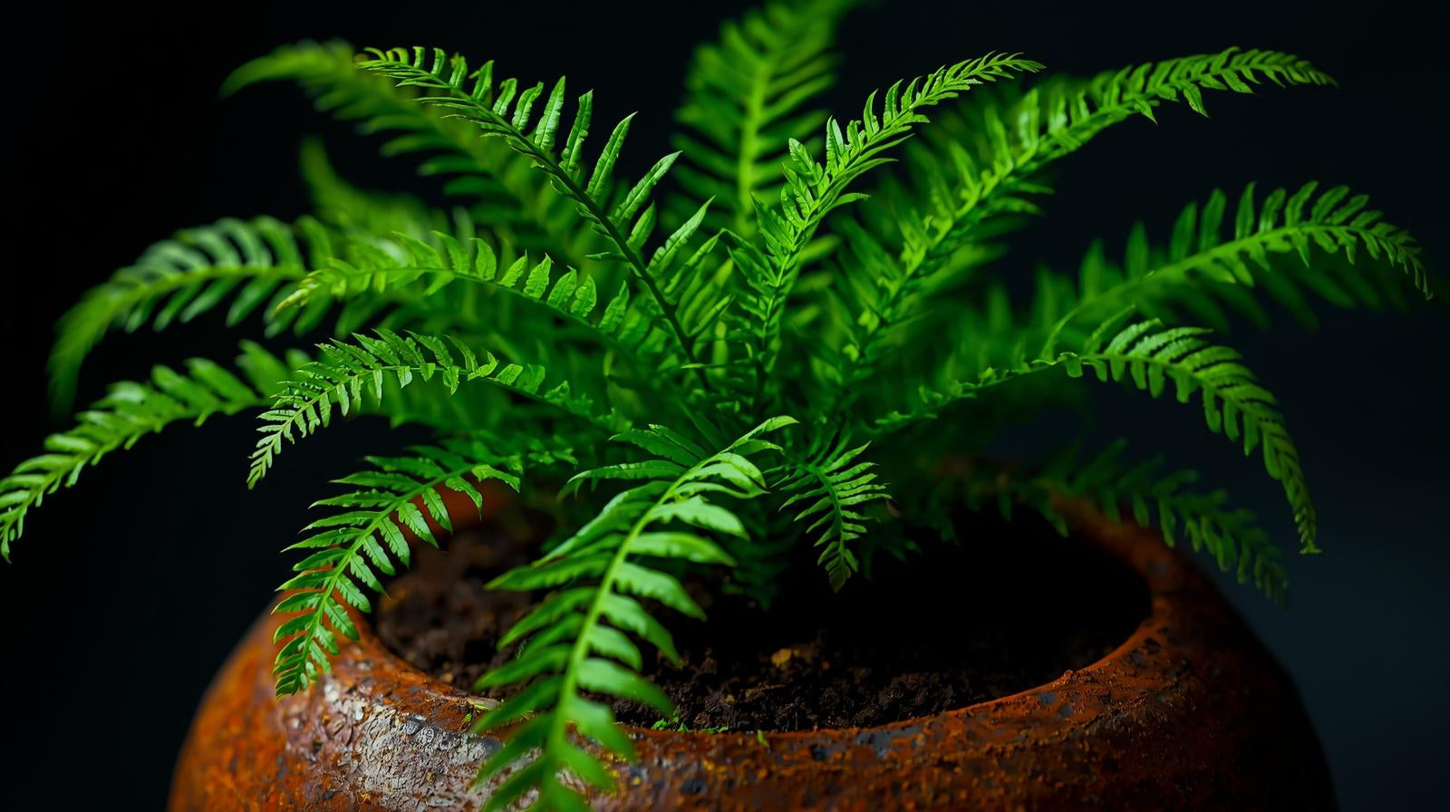Java Fern Microsorum
