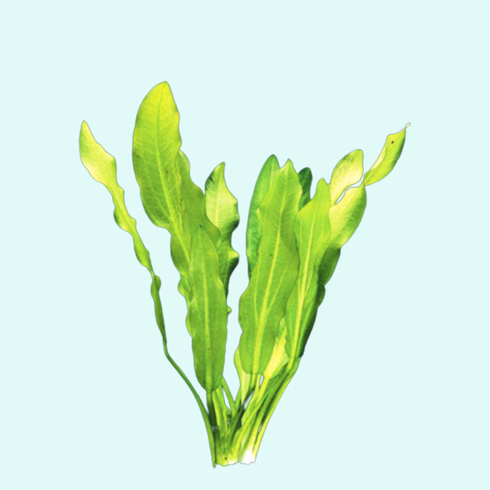 Ruffled Amazon Sword Echinodorus Martii healthy growth example