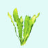 Ruffled Amazon Sword Echinodorus Martii healthy growth example