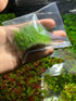 Beginner-Friendly Low Light Plant Bundle (6 Easy-Grow Varieties)