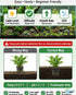 Live Aquarium Plants Bundle 10 Pack - Bundle Size Reference