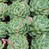 Echeveria Vertis