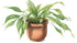 Madagascar Lace healthy growth example