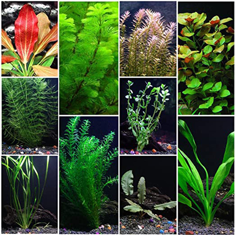 Live Aquarium Plants Essential Bundle - 4 Plants