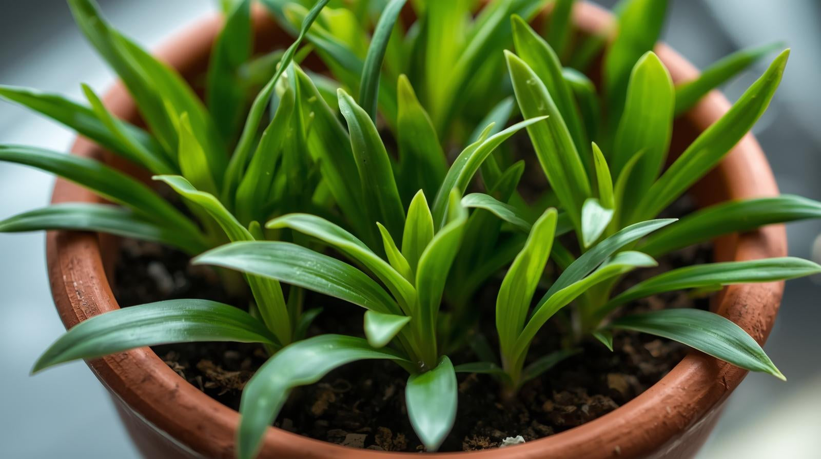 Dwarf Sagittaria (Broadleaf) - Image 9