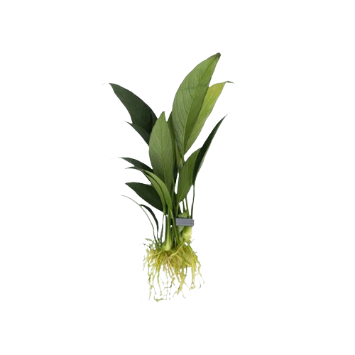 Anubias Frazeri