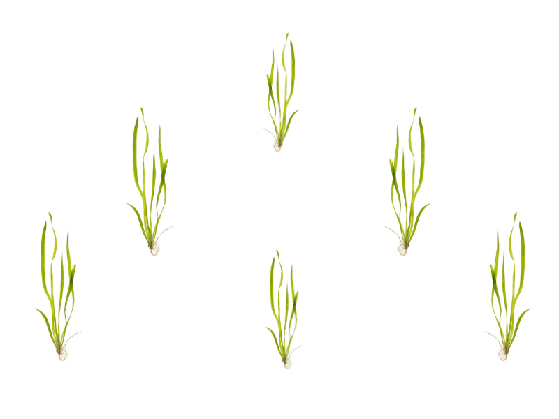 6 Jungle Vallisneria American Val Plants