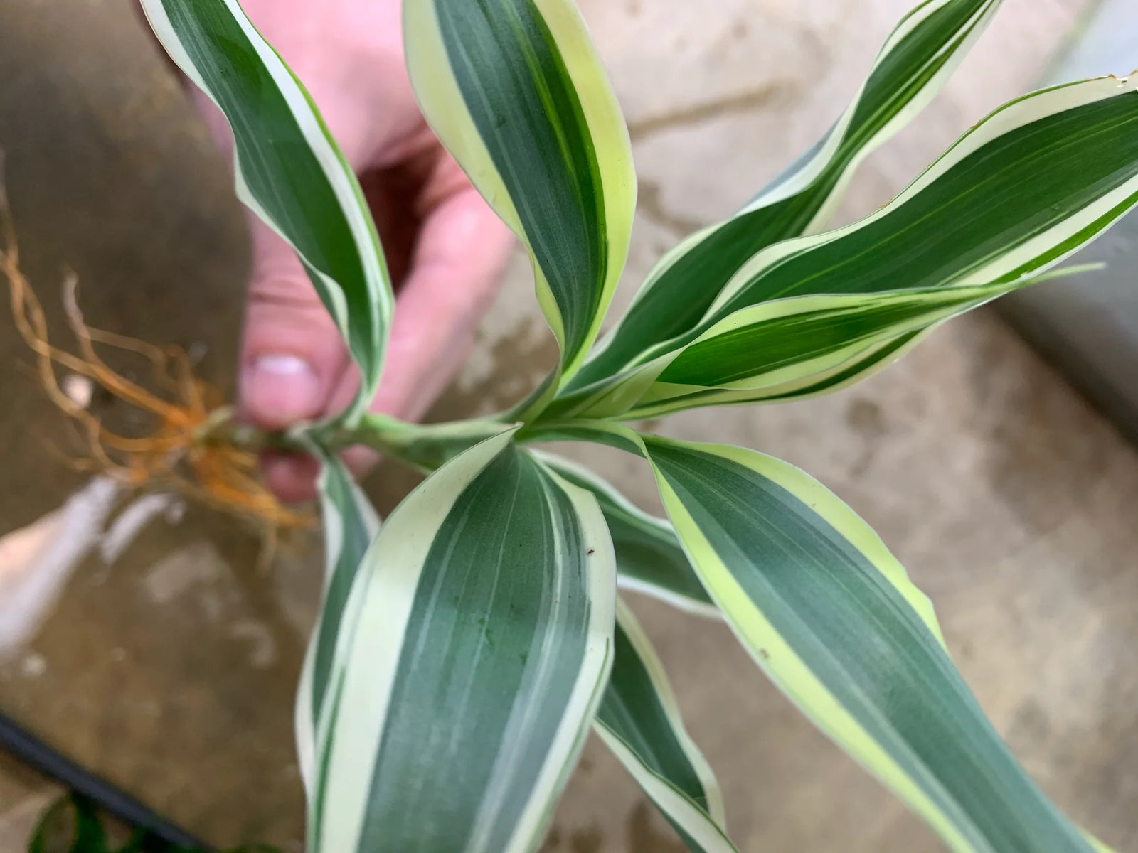 Sanderiana Variegated (Dracaena sanderiana)