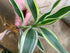 Sanderiana Variegated (Dracaena sanderiana)