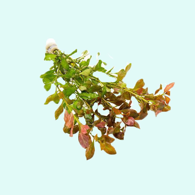 Ludwigia Repens Red 2 Inch Pot