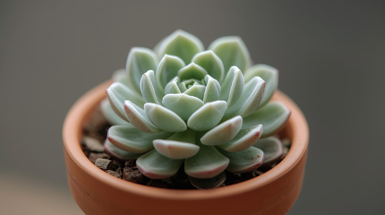 Echeveria Prolifica Succulent