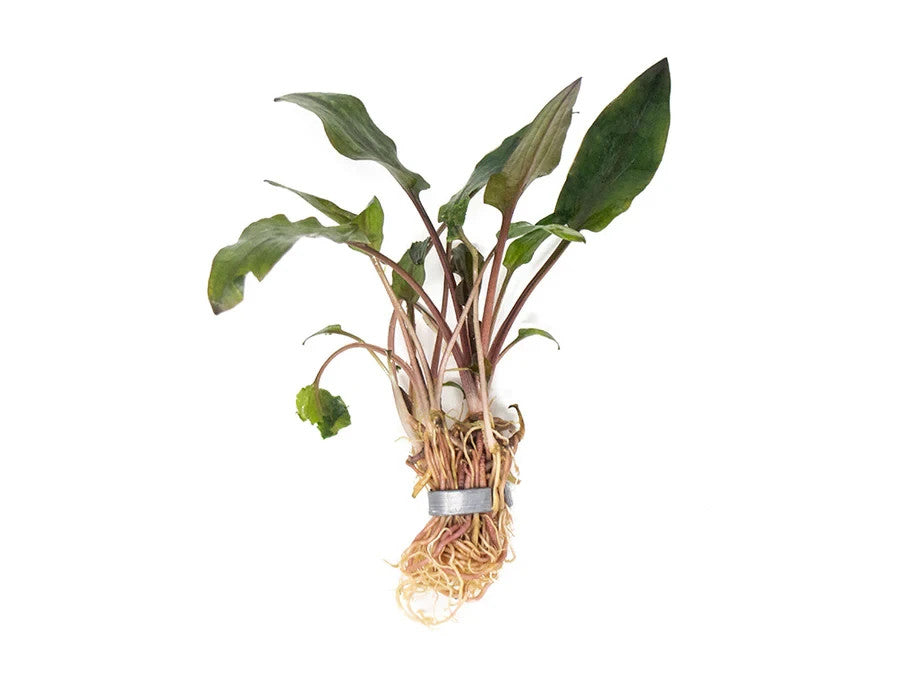 Cryptocoryne Wendtii Red – Live Aquarium Plant (Medium, Buy More & Save More)BUY 2 GET 1 FREE