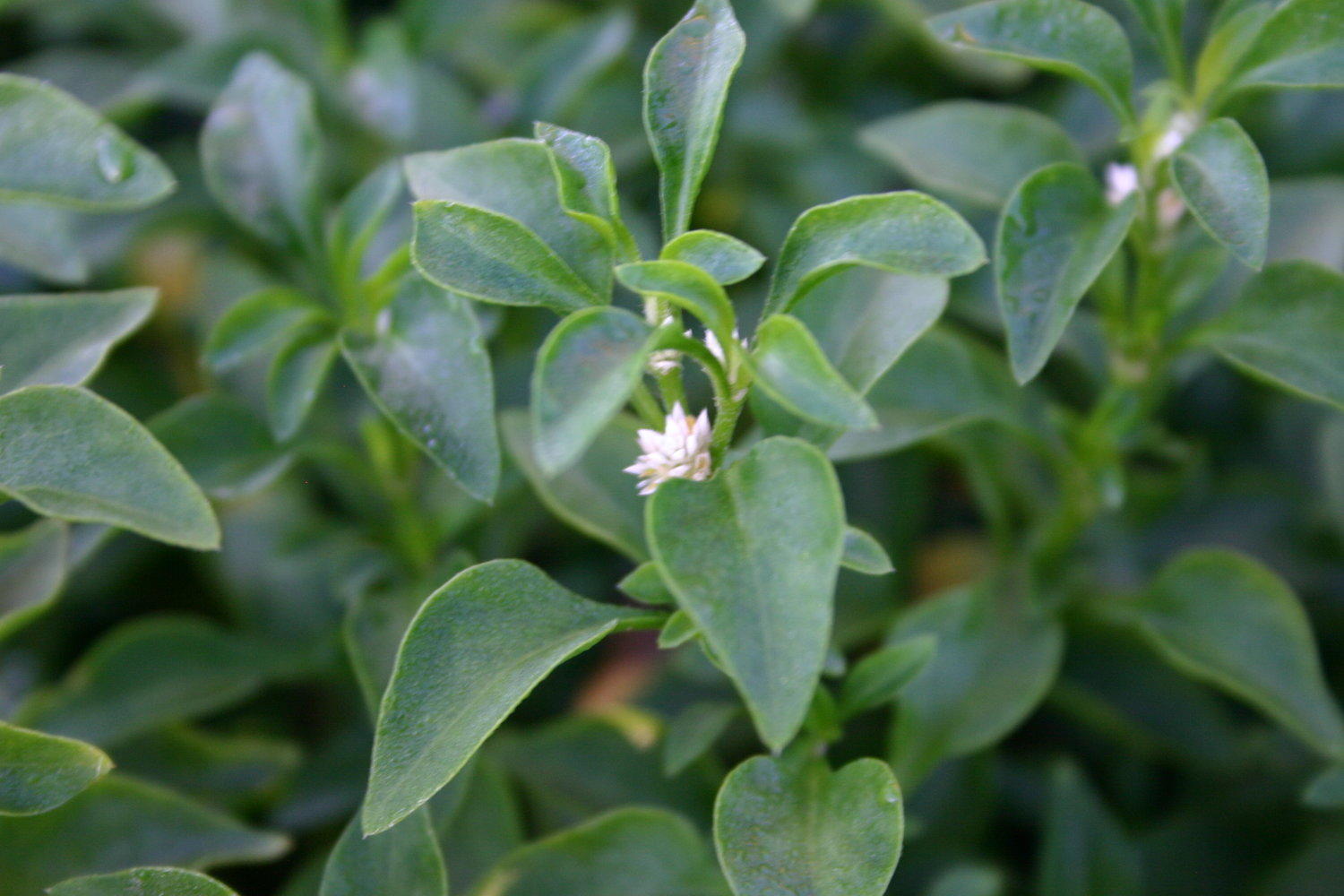 Florida Ruffle “Green Hedge” (Alternanthera sp.) close-up detail